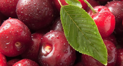 organic cherry benefits and effects - os,always there for you
